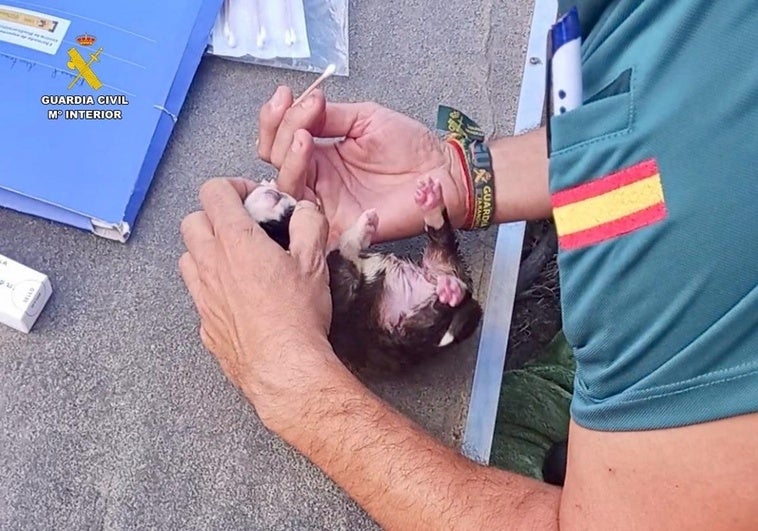 Un investigado por abandonar a ocho cachorros de perro en el cauce de un arroyo de Valverde de la Vera